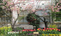 教業ガーデンのお花が満開です！春いっぱいの中の区社協カフェ開催！