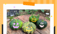 教業ガーデン定例会でかぼちゃを収穫しました🎃